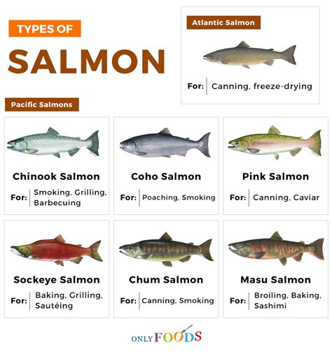 types of salmon fish|List of Salmon Species [ID + Pictures] .
